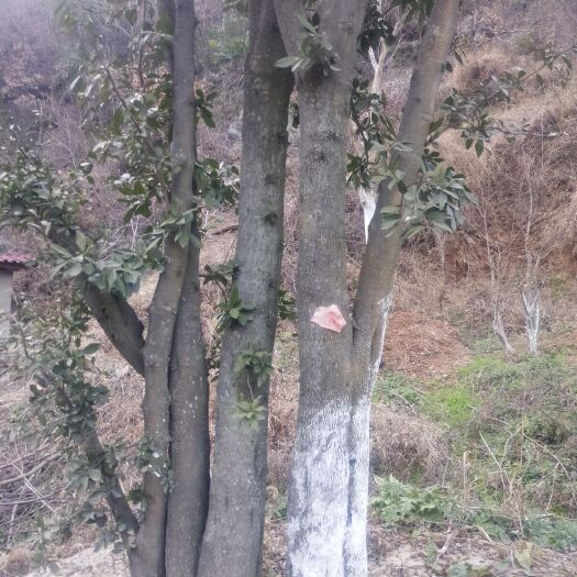 南漳县果树盆景 金丹子盆景树