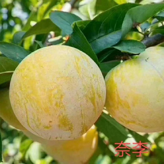 临沭县黄金奈李苗