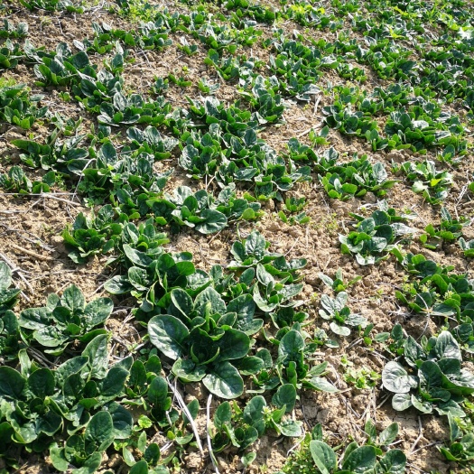 启东市大叶菠菜 10cm以下