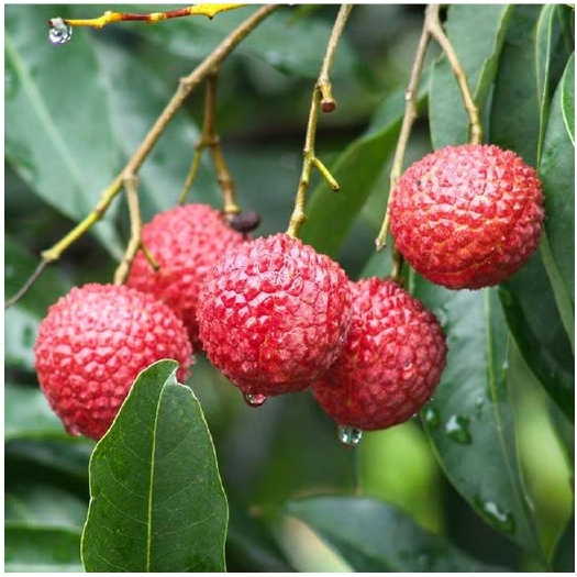 灵山县 无核桂味妃子笑荔枝苗树嫁接荔枝树大苗四季南方荔枝树苖当年结果