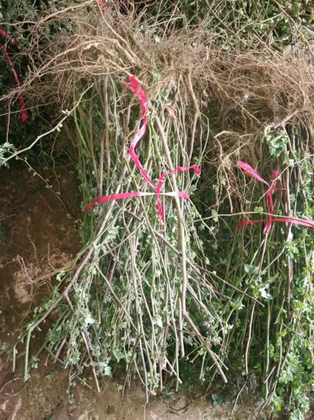 蔷薇苗 蔷薇爬藤花苗 花色齐全 月季 分枝条多 开花爆满