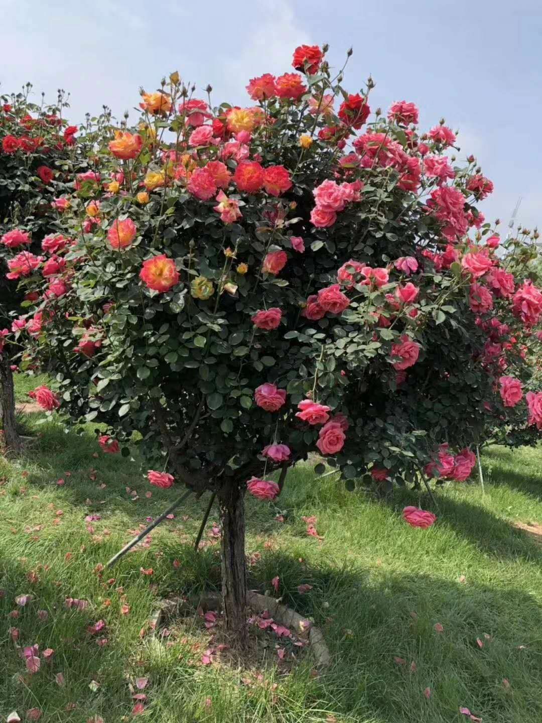  树状月季花，高档庭院，可盆栽了地栽，当年开花，出货中