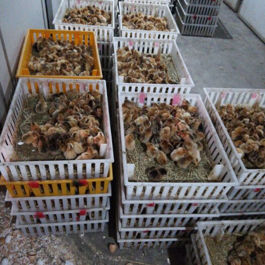 如东县青脚麻鸡苗 品种优良，马立克苗接种，存活率高。