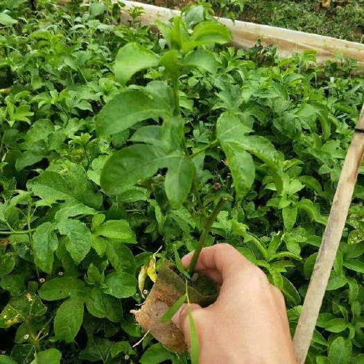 灵山县台农百香果苗