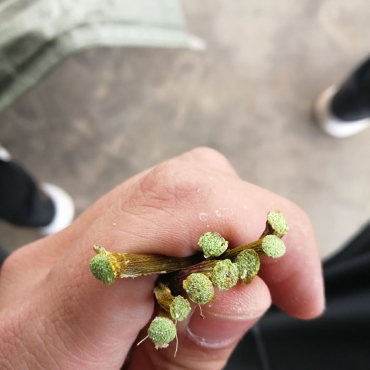 勐腊县铁皮石斛 超级绿烤条统货 鲜条统货有货