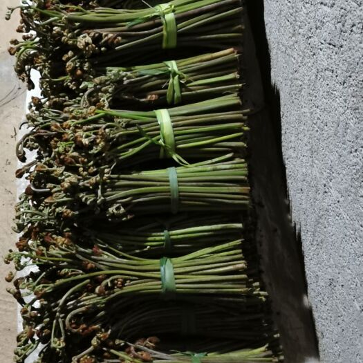镇宁县 蕨菜大量有货