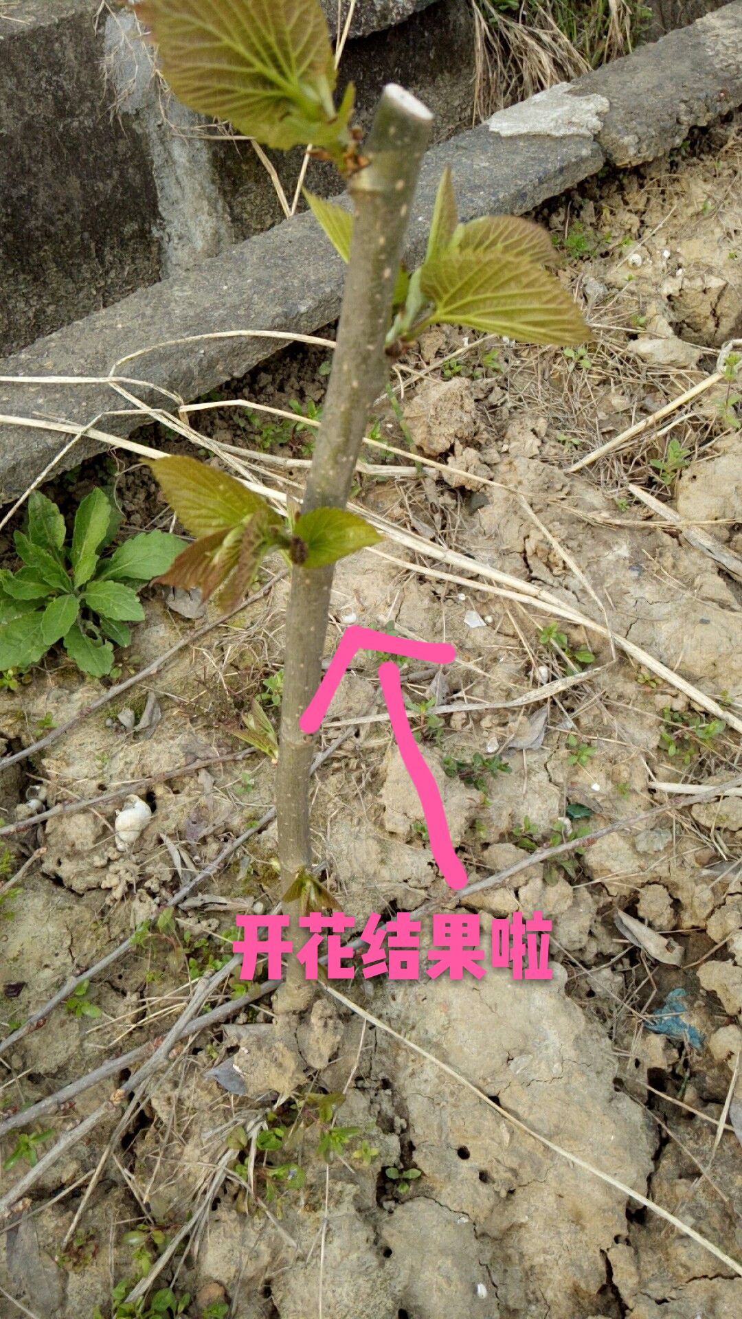 大白珍珠桑苗  桑树苗  白珍珠果桑苗 现挖苗嫁接苗