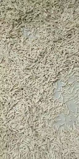 三台县新货上市麦冬，保证质量