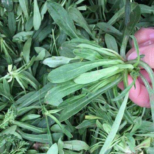 青岛 青岛当地野菜，面条菜！需要联系