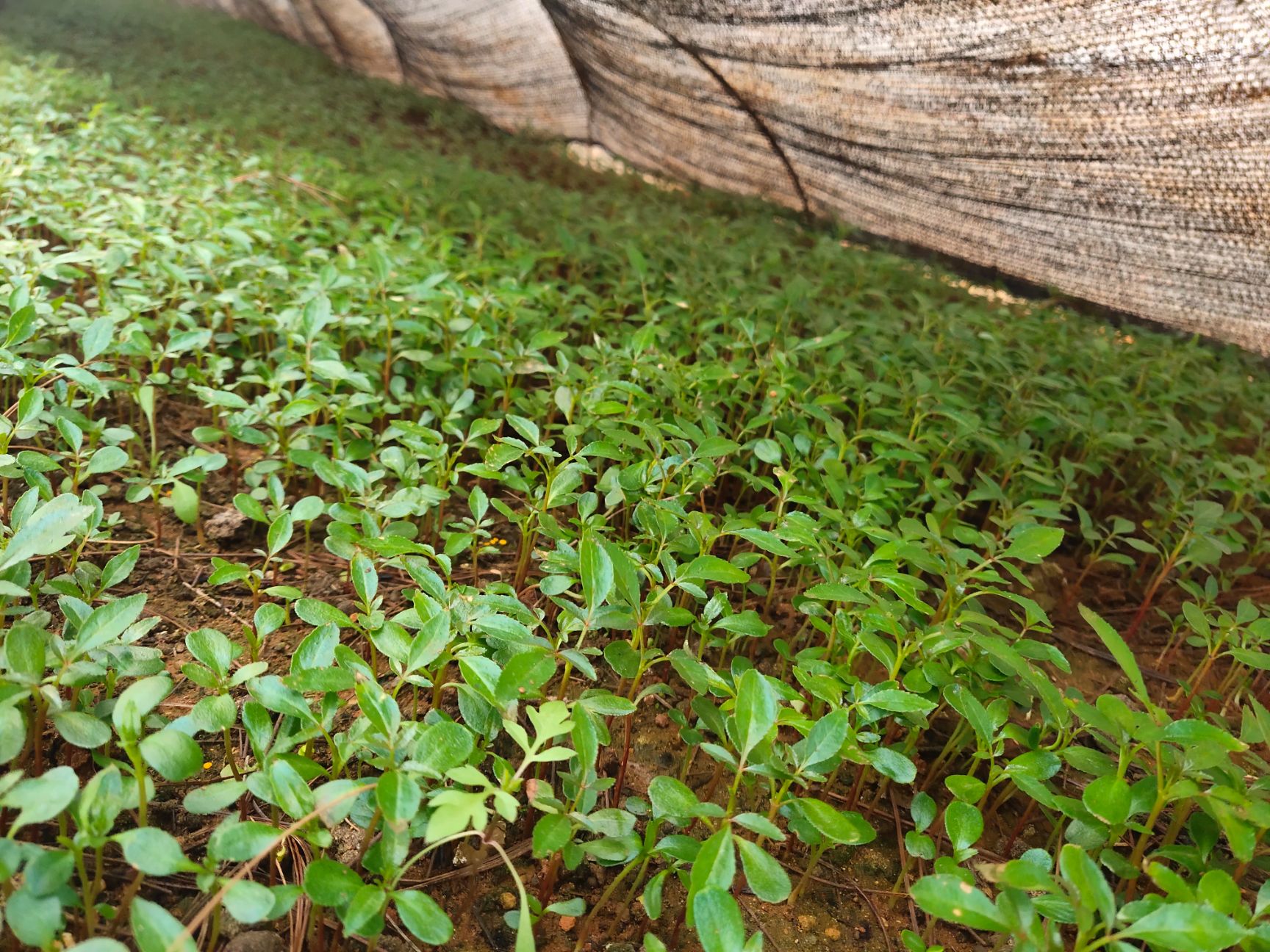 大红袍花椒苗 贡椒芽苗，大红袍芽苗
