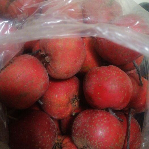 莱州市大金星山楂 现货大金星