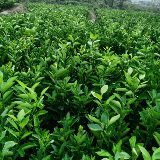 新宁县脐橙树苗 纽荷尔苗，红心脐橙苗，7904苗，福本苗，什么品种都有。