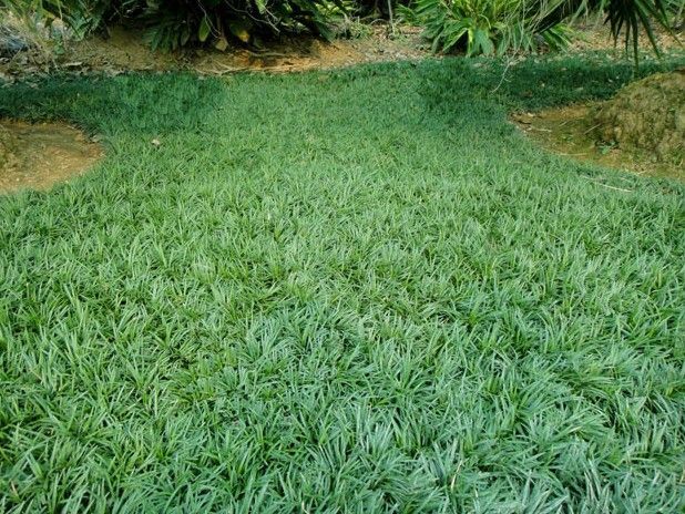 宜城市 麦冬苗 麦冬干果