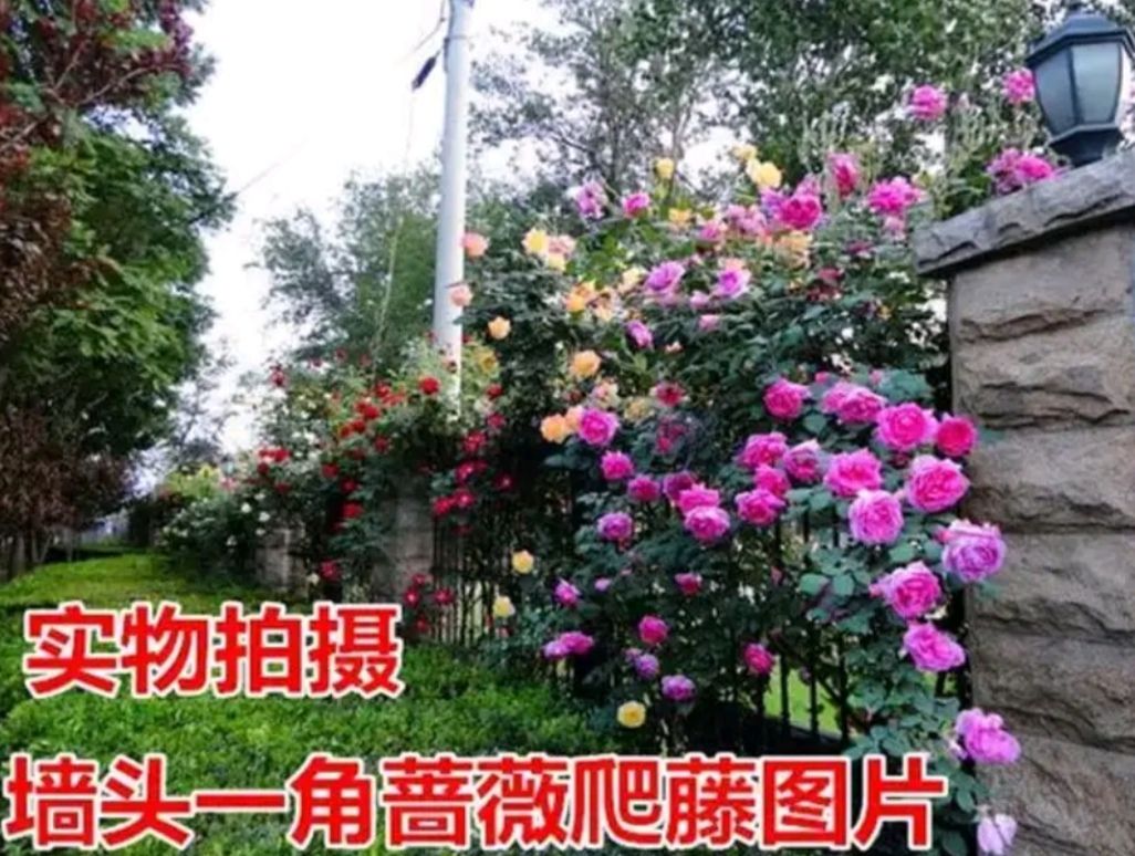 蔷薇苗 蔷薇爬藤花苗 花色齐全 月季 分枝条多 开花爆满