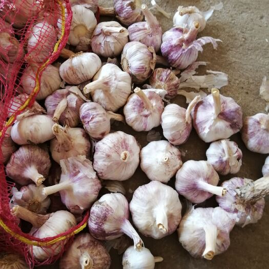 中牟县红皮蒜  2022鲜蒜新蒜全干，冷库现货，产地直供，一件代发