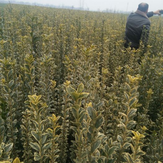 虞城县 金边黄杨两年以上苗子200万棵，分枝多，根系多，易移栽