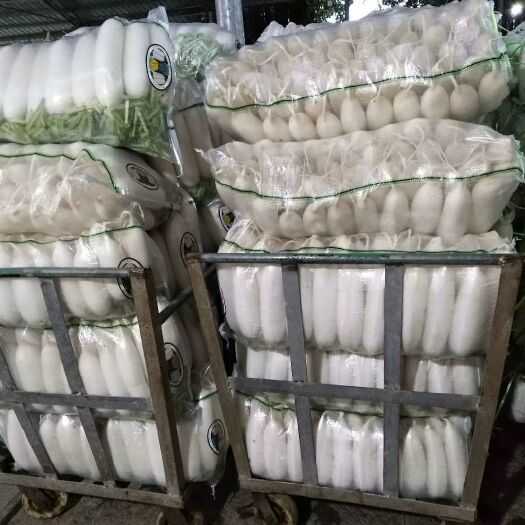 重庆市白萝卜  潼南绿色蔬菜