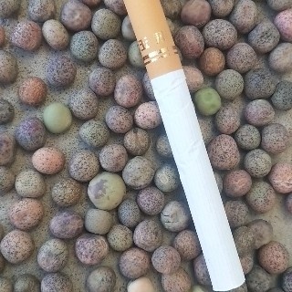 张家口地区麻豌豆，干豌豆， 抗寒不长须，芽苗菜专用