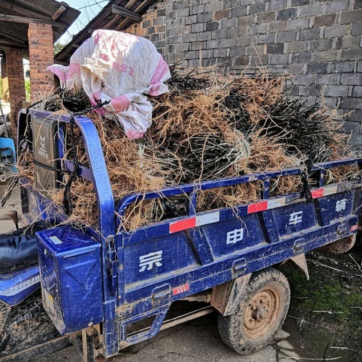 樟树市吴茱萸苗  栽种季节  给各地的客户寄快递 正品扦插苗