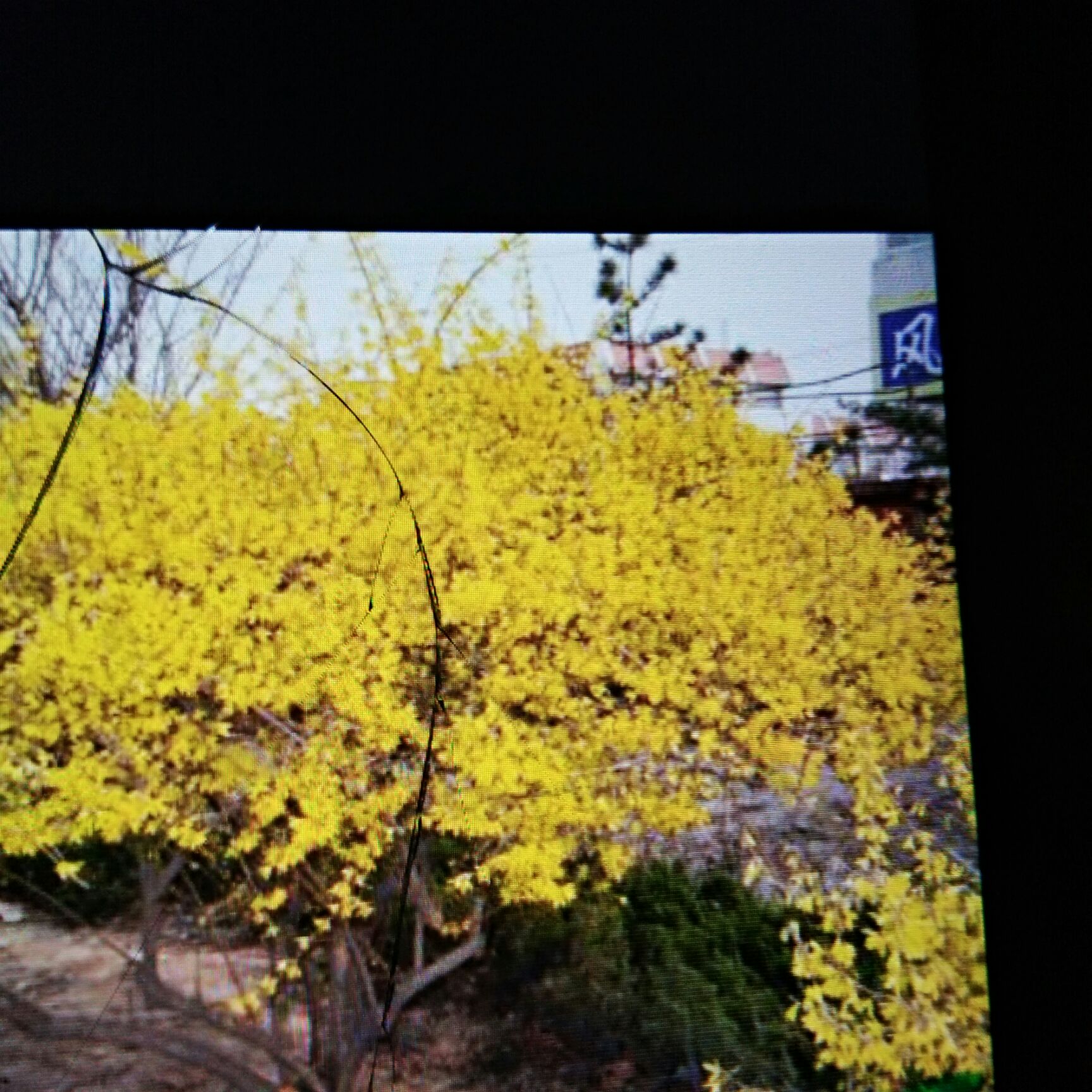 金钟连翘