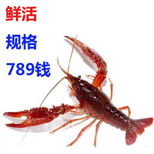 常州江苏本地小龙虾产地直供清水虾个大体肥肉质饱满活力好支视频看