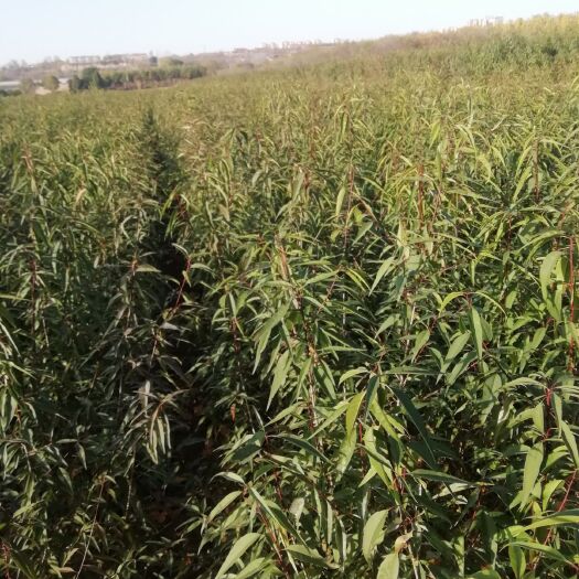 绛县山桃苗 苗圃直销，包成活，价格低，质量好