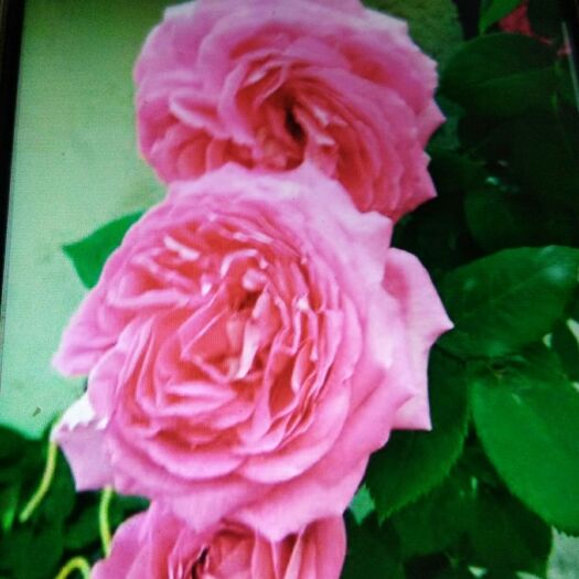  四季玫瑰花美20多万棵，高60――120公分，冠幅大