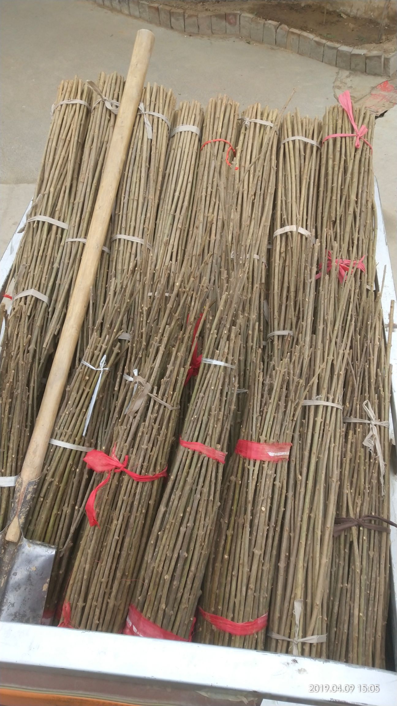 老兵慕乐超软籽石榴嫁接穂条
