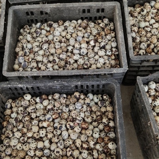 响水县黄羽鹌鹑蛋 蛋品批发