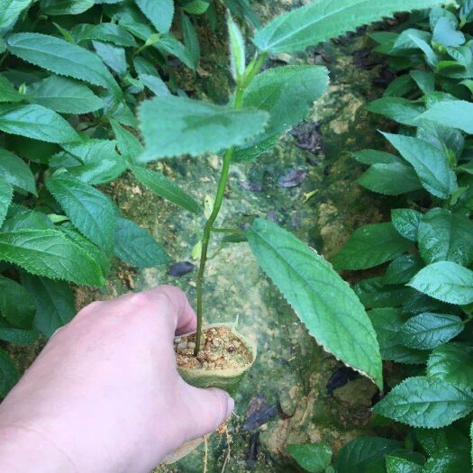 灵山县五指毛桃苗 大量供应各种中药材种苗，及各种岭南果树种苗