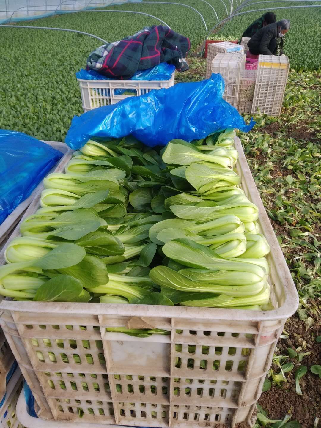  小白菜，上海青，常年供应，保质保量，可实地考察，欢迎各地老板