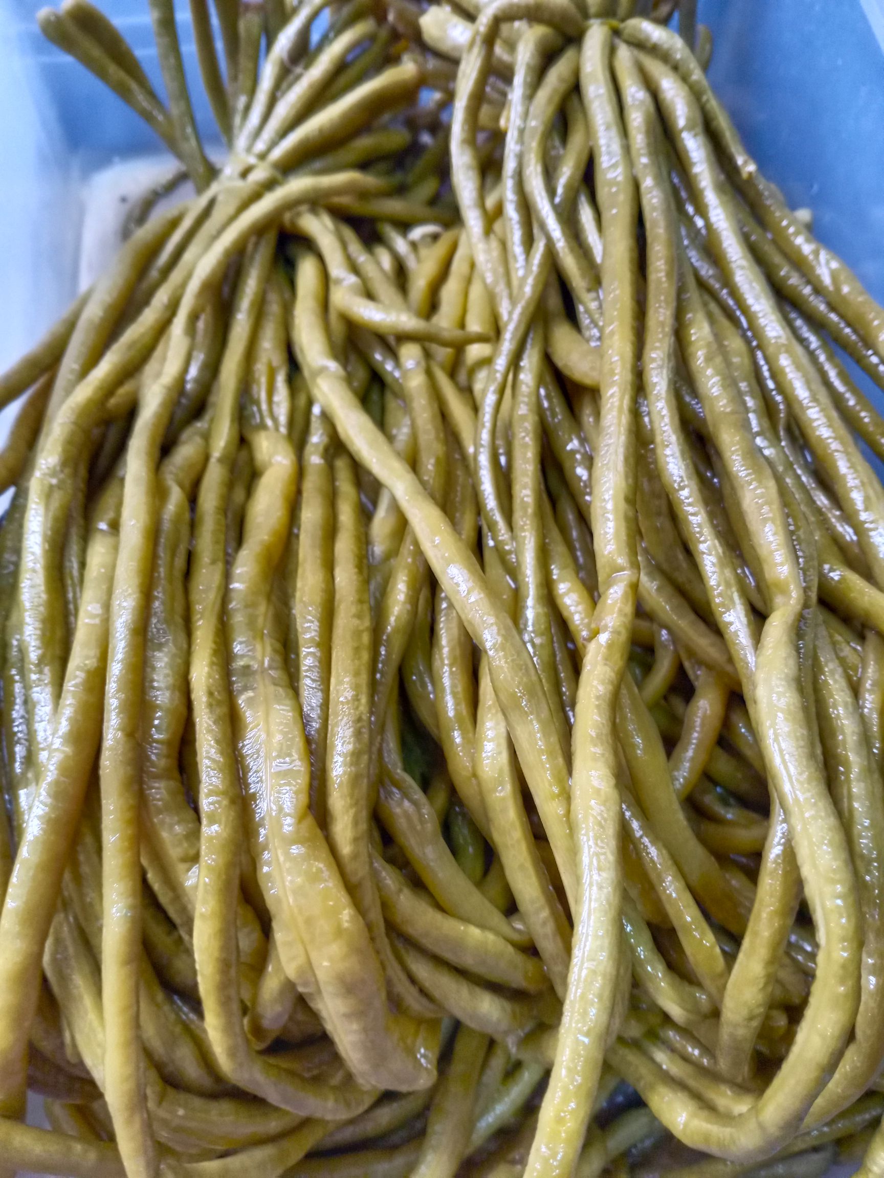 腌豆角 脆度高,酸味好