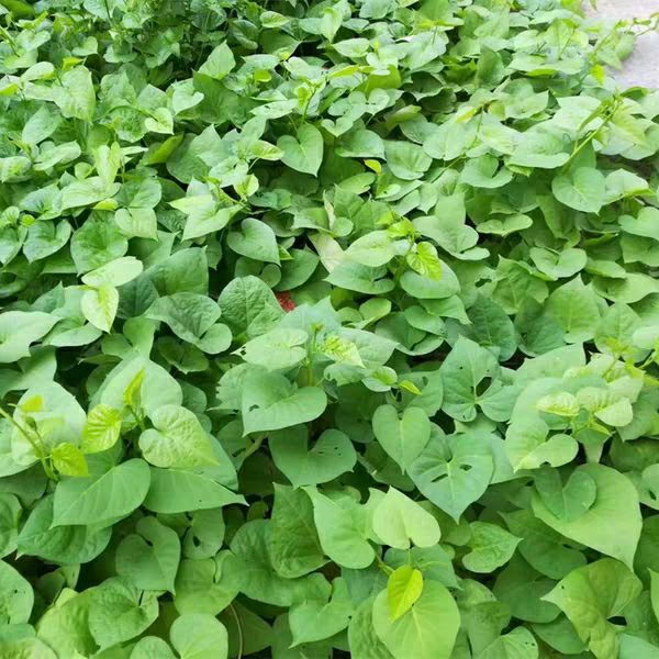 红薯叶  福薯18号，专门吃叶子的品种。欢迎大家来品尝