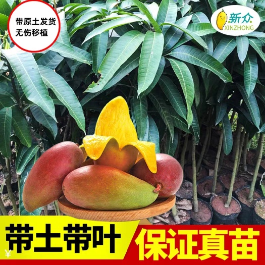 灵山县桂七芒果苗