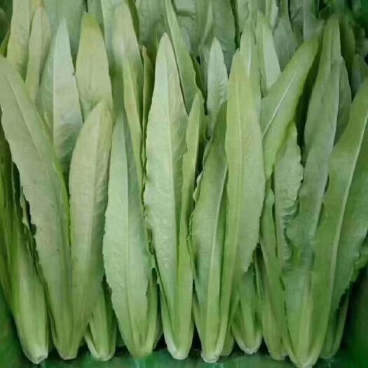 邯郸美冠油麦菜 四季鲜蔬菜样数全全