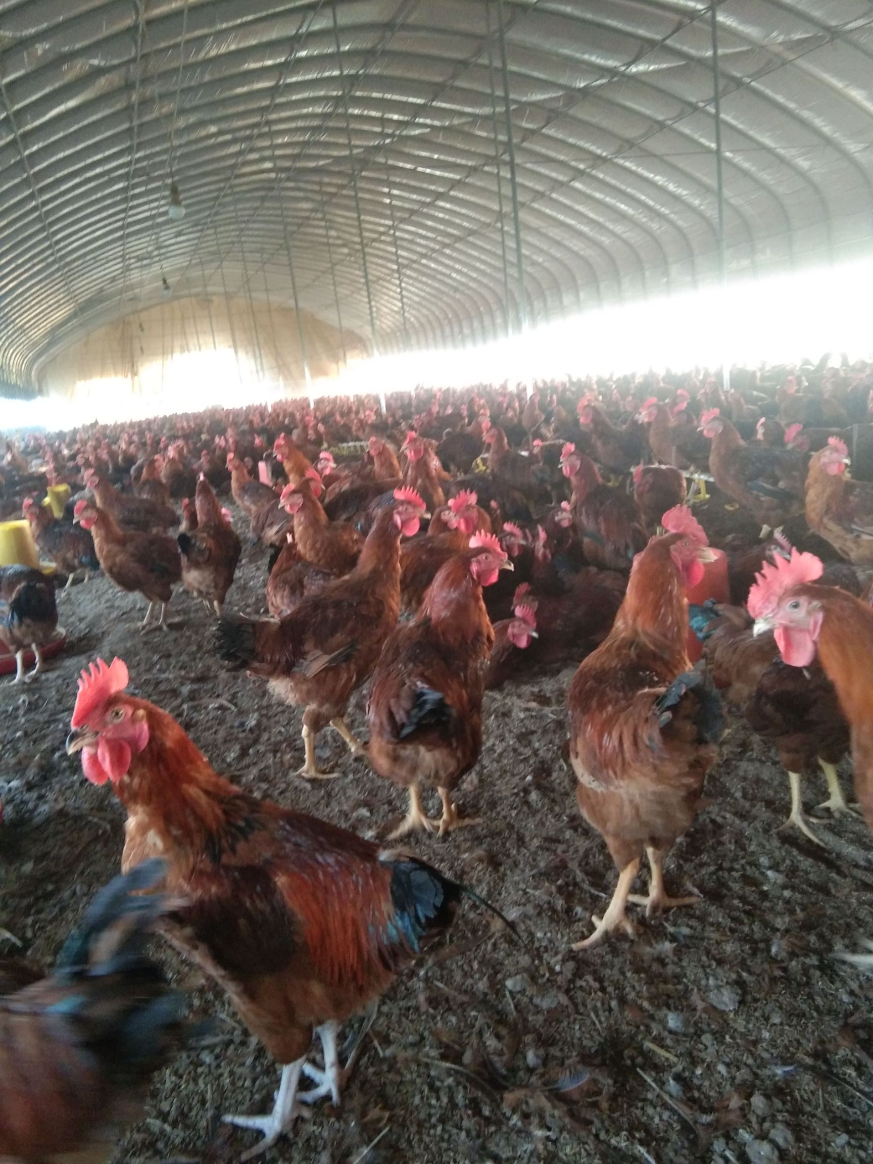 浚县佳和家庭农场出售红玉380公鸡