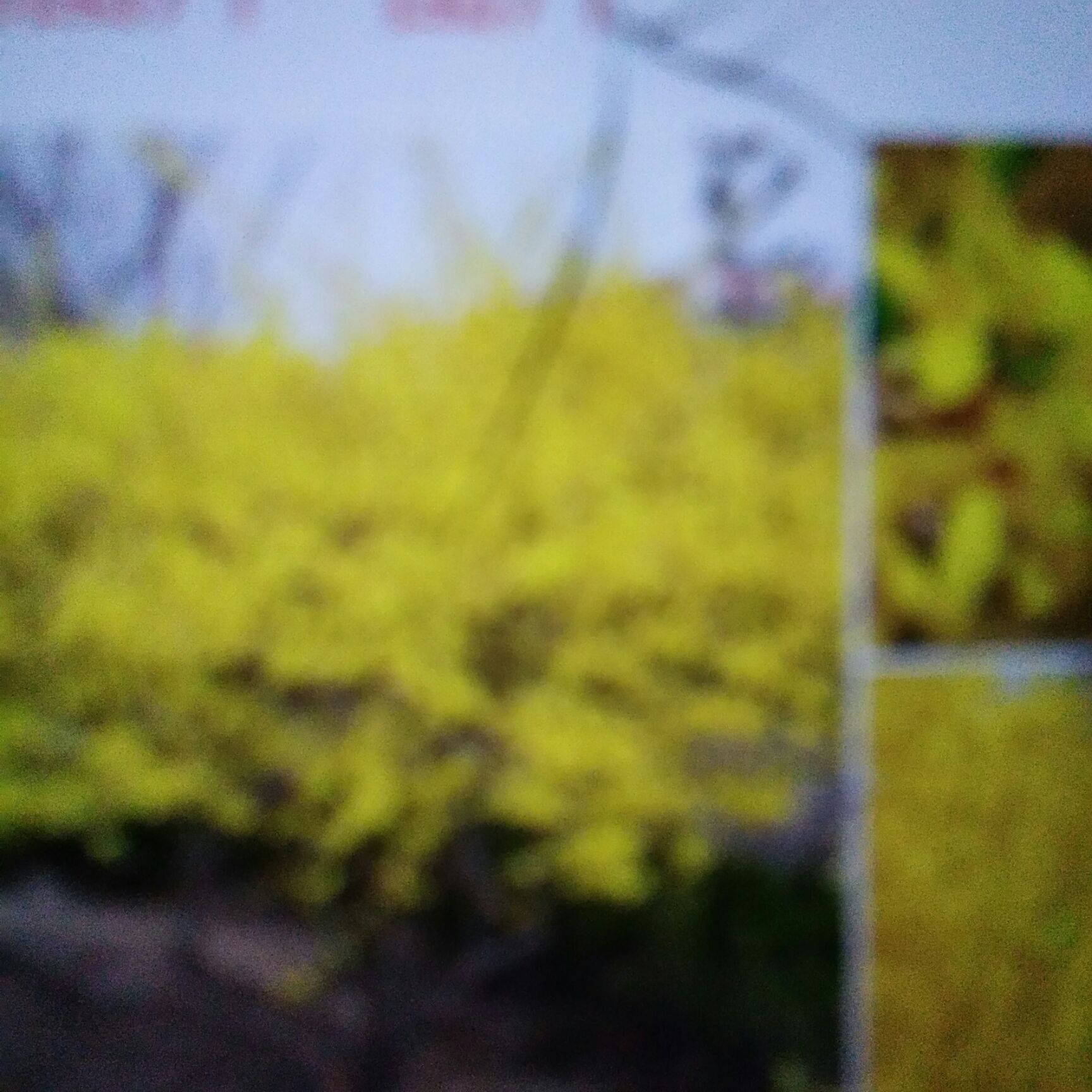 金钟连翘