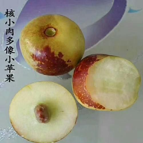 临猗县沾化冬枣2号接穗   各种冬枣接穗芽，品质保证，成活高，