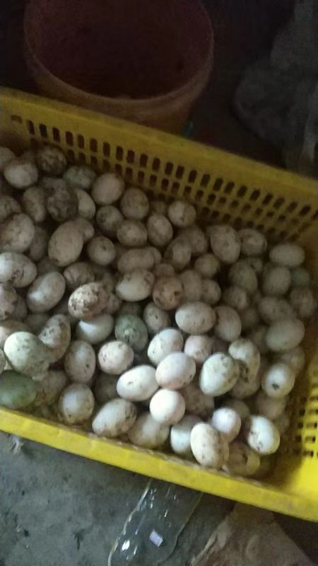 贺州绿壳鸭蛋 食用 散装