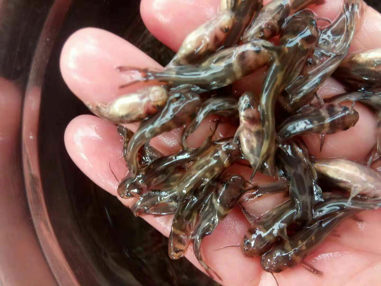 白乌鱼苗  乌鳢鱼，岩鲤，胭脂，青鱼，等，各种鱼苗