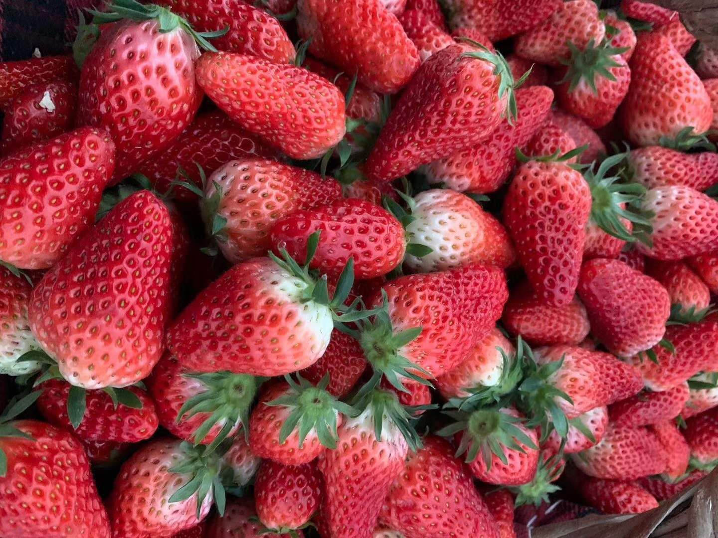 寿光市 特色水果种子奶油草莓 红草莓种子春秋四季草莓苗家庭蔬菜多年