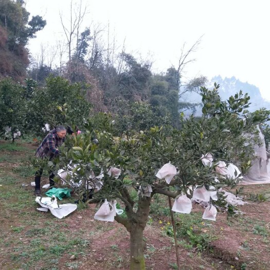 洪雅县雪柑桔 安全健康的有机果：不知火