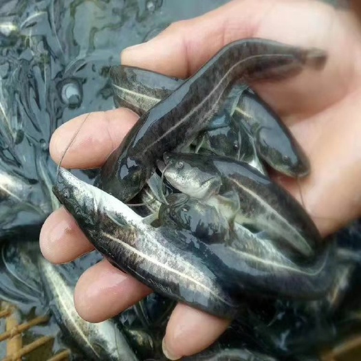 大口鲶鱼苗，长势快，无病毒。