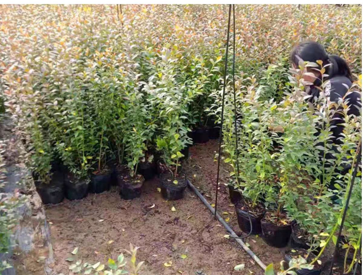 蓝莓苗盆栽苗，带原土发货，基地直售，要苗现挖