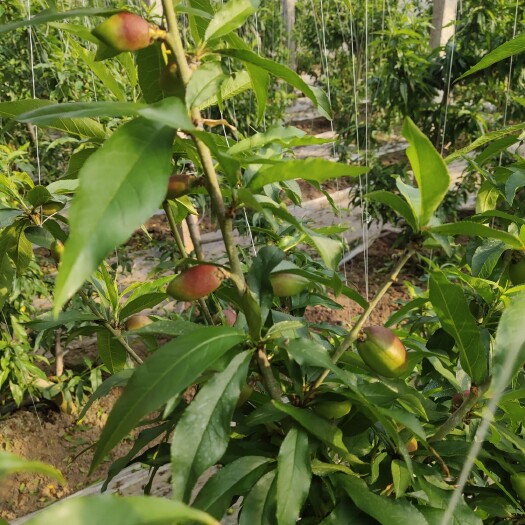 乐亭县花姑娘甜瓜 黄油  中油五  春雪 四月中旬上市
花姑娘四月底上市