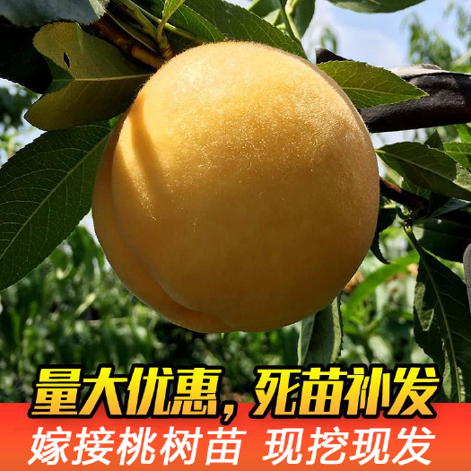  嫁接黄金蜜桃树苗 规格齐全  基地直销  现挖现发 包成活