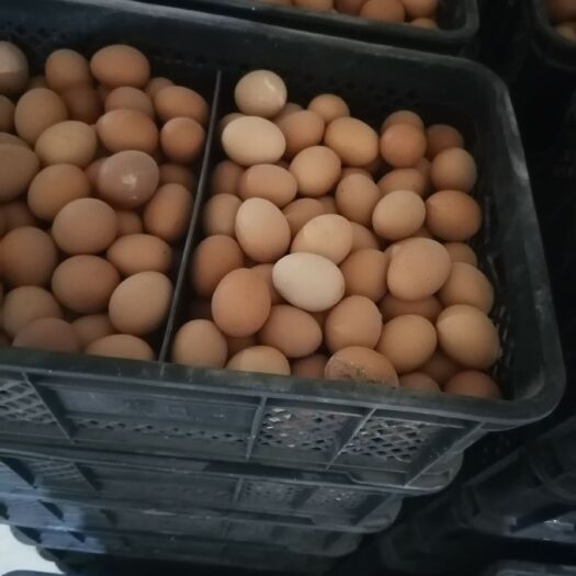 营口普通鸡蛋 食用 简包装