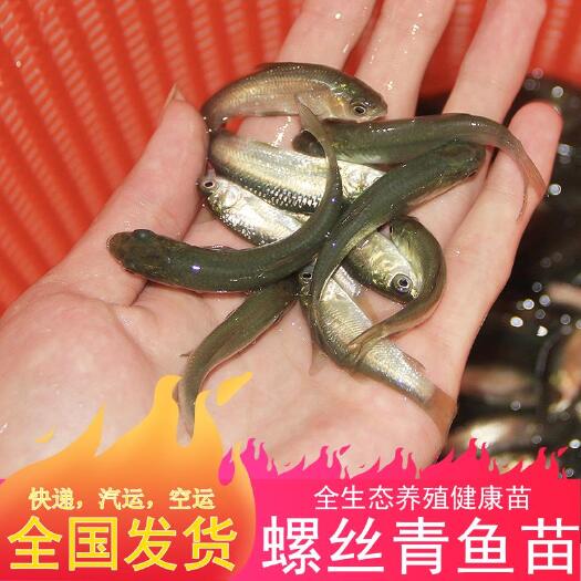 佛山 螺丝青鱼    青鱼苗    黑鲩鱼苗    四大家鱼