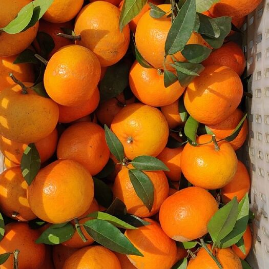 犍为县沃柑 3-3.5两单果重