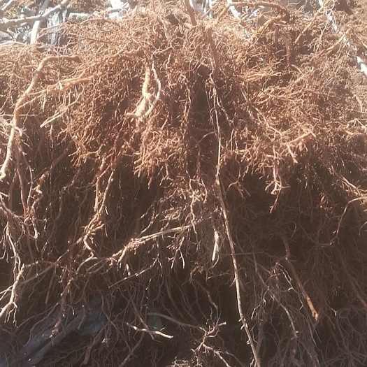 淄博 本基地出售优质博山碧玉猕猴桃苗 本品种果实口感好 产量高